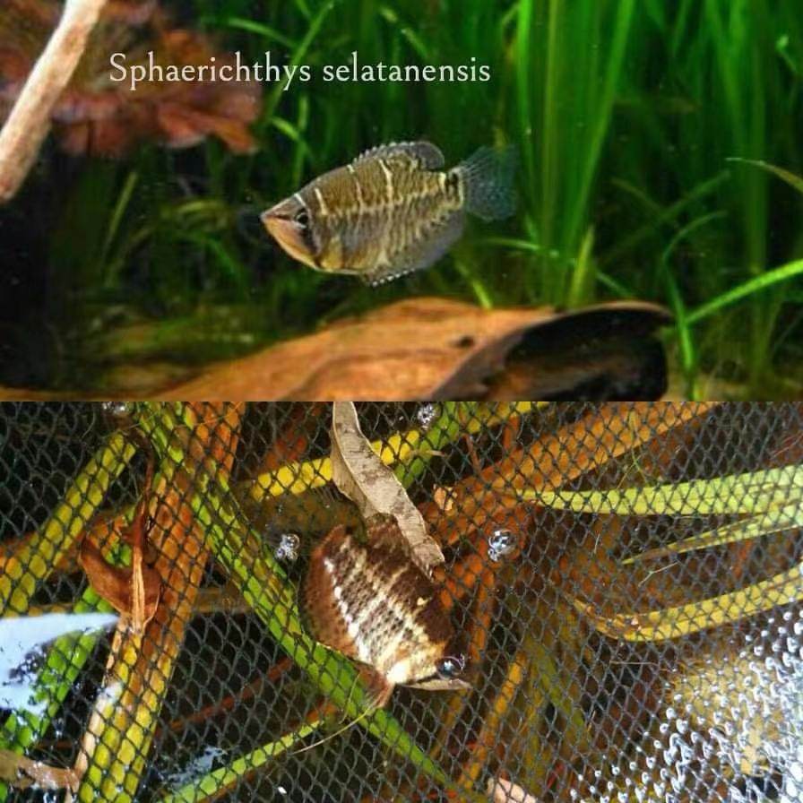 巧克力飞船鱼蔚蓝提飞船赛拉金线小型鱼淡水鱼热带鱼好看的观赏鱼