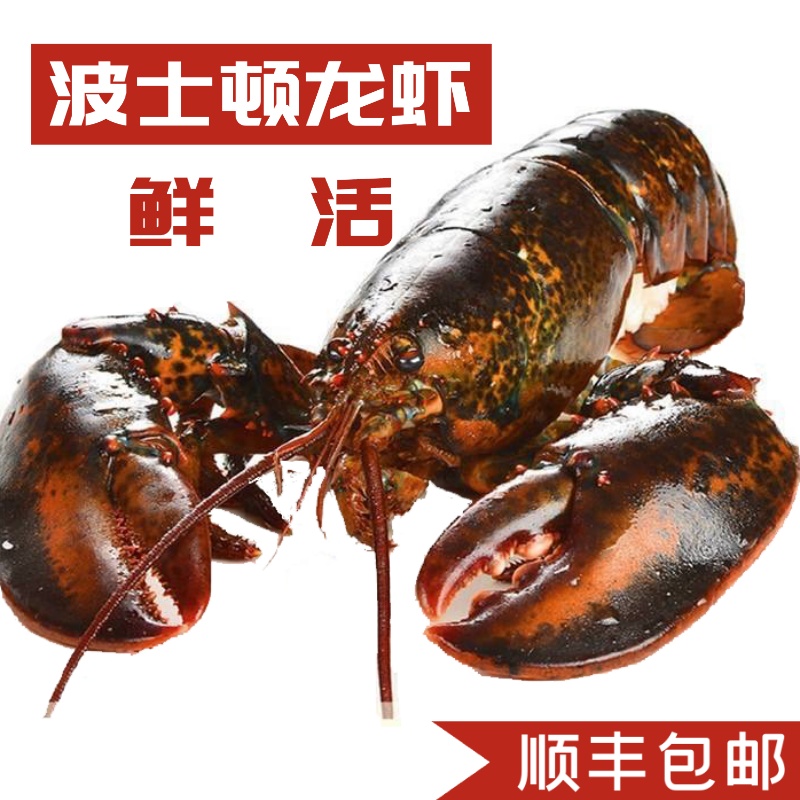 波士顿龙虾鲜活10斤
