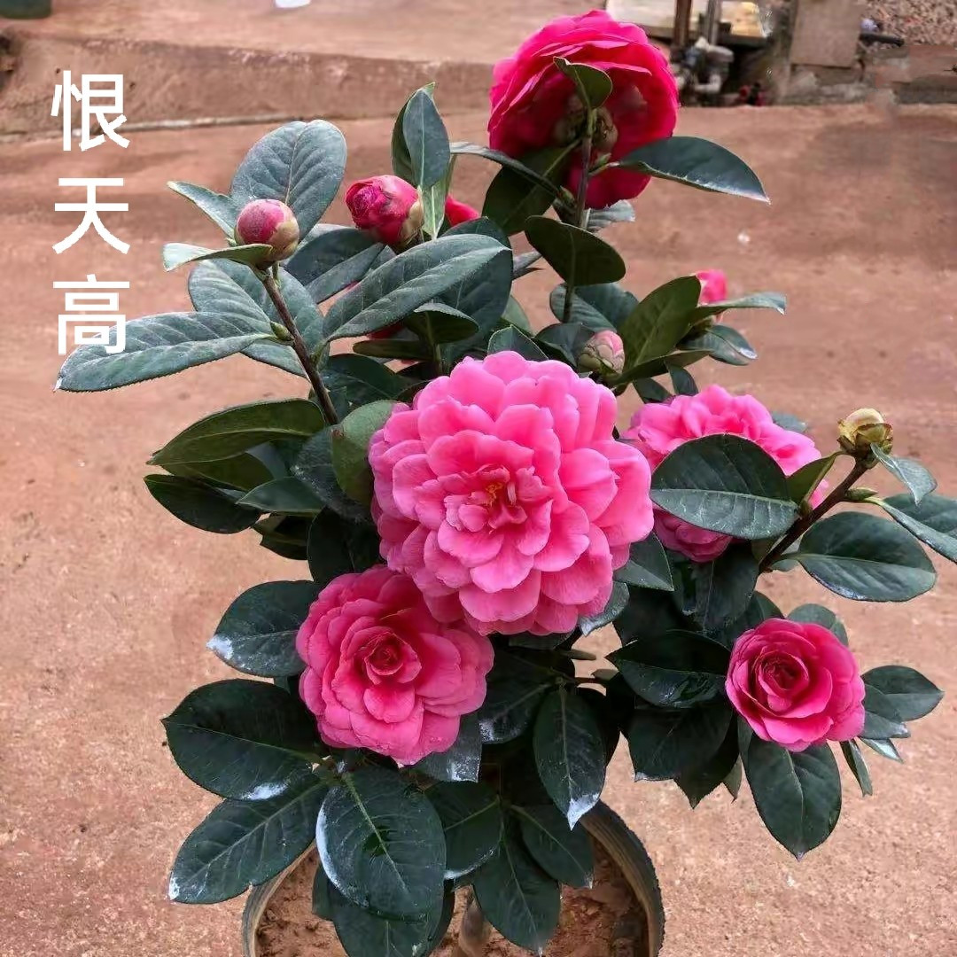 山茶花品种图片及种植方法-花园植物-藤本月季网