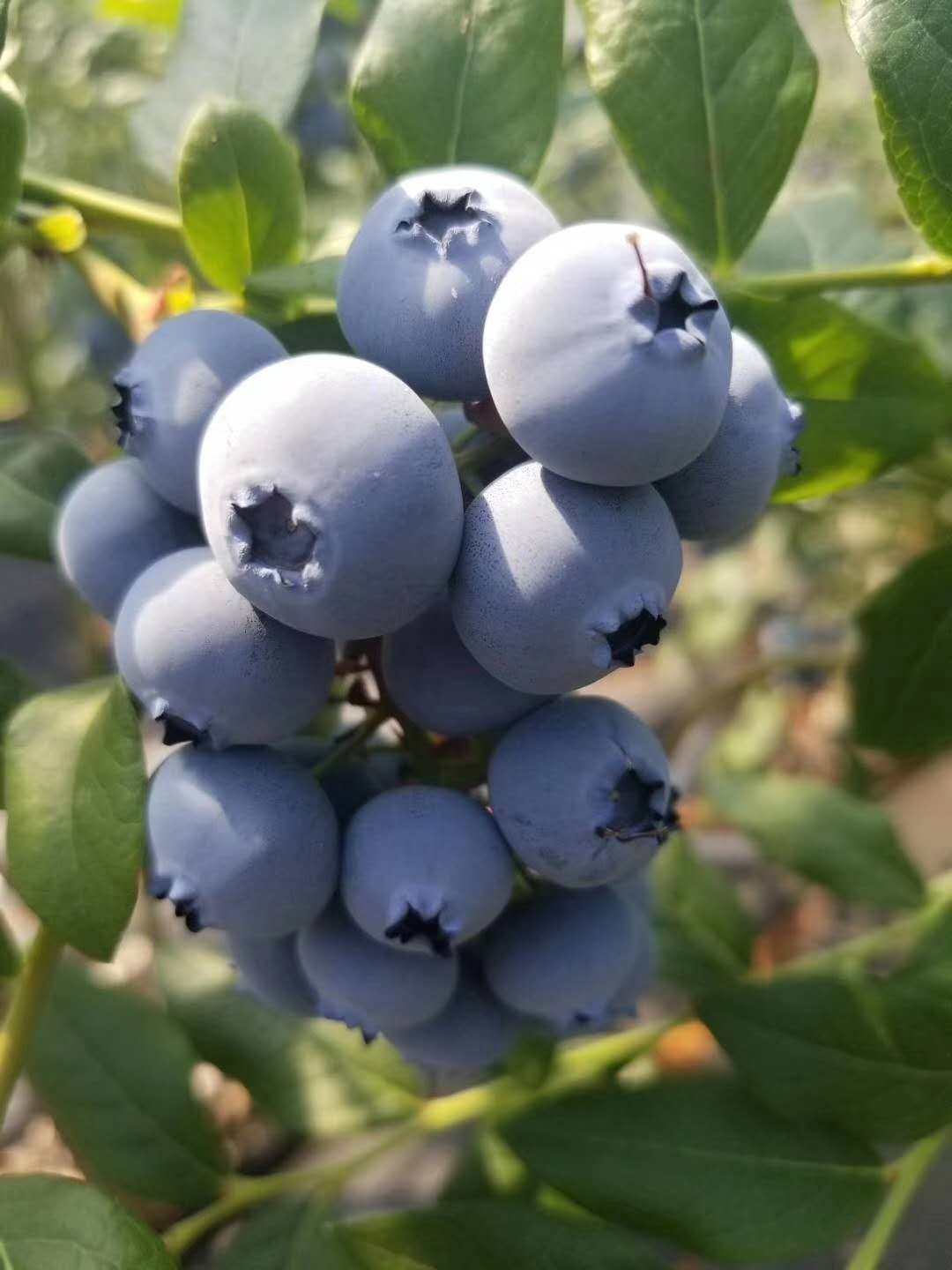 蓝莓鲜果新鲜包邮-特价促销-优惠券领取-价格|多少钱|什么牌子好-35优