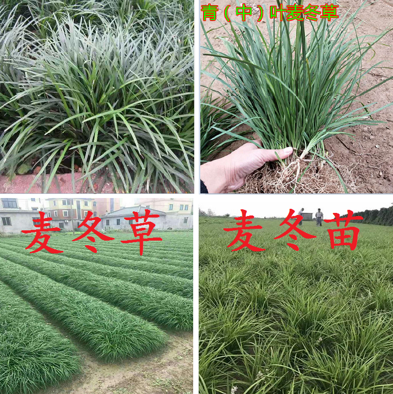 麦冬草麦冬苗药材苗别墅庭院绿化草坪四季常绿沿阶草丹麦草中细叶