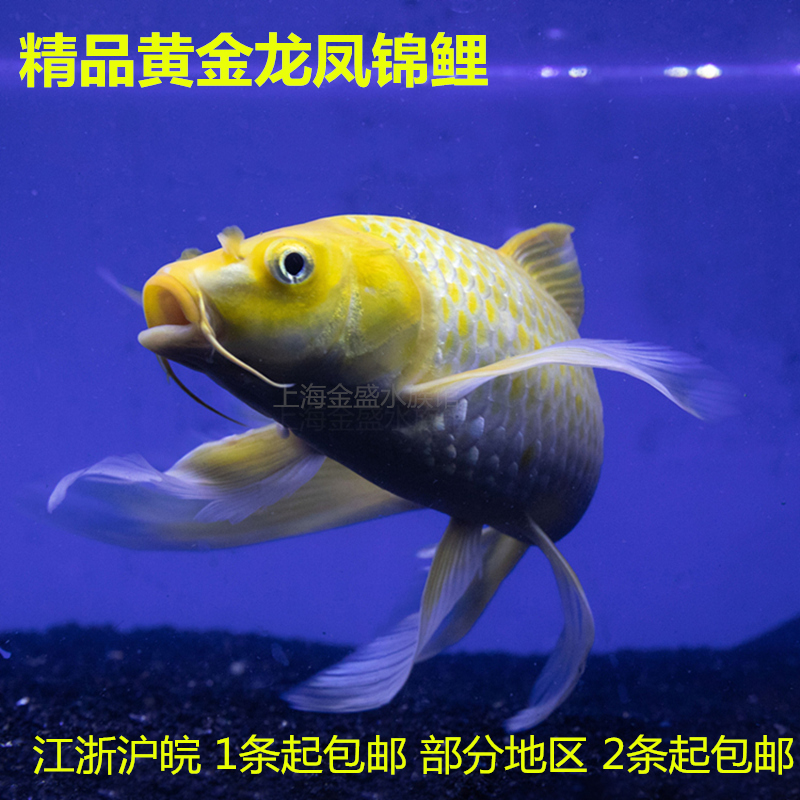 一折风水鱼_日本纯种龙凤锦鲤鱼黄金白金龙凤锦鲤风水鱼招财鱼冷水鱼