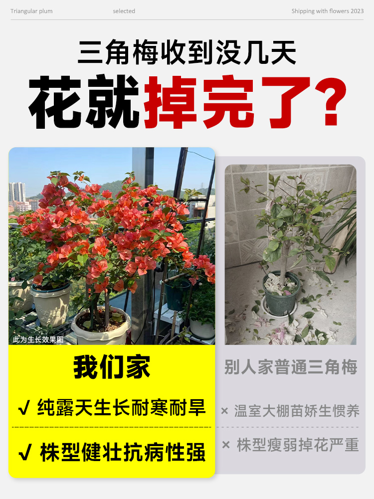 漳红樱三角梅盆栽苗爬藤庭院阳台四季开花卉带花发货耐寒绿樱重瓣