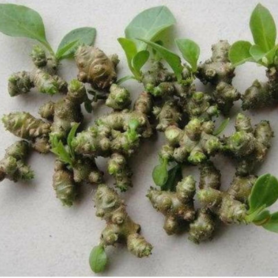 三七种植苗 藤三七植物苗盆栽室内绿植野生川七块根食用家养爬藤