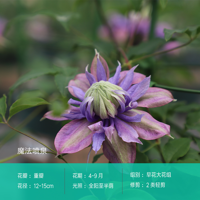 铁线莲大苗盆栽花园阳台爬藤植物皇帝水星二号魔法喷泉重瓣铁线莲