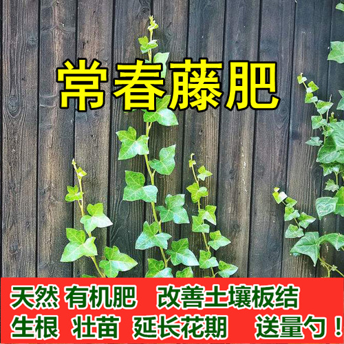 常青藤苗用肥料花肥料复合肥有机肥营养土盆栽植物花卉颗粒缓释肥