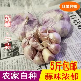 2022年农家自种鲜大蒜新鲜紫白皮干蒜头干蒜蒜种非独头蒜5斤现挖