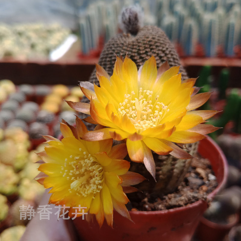 稀有仙人掌_静香花卉【黑斜子】自根无刺仙人球多肉开花花色温暖超美