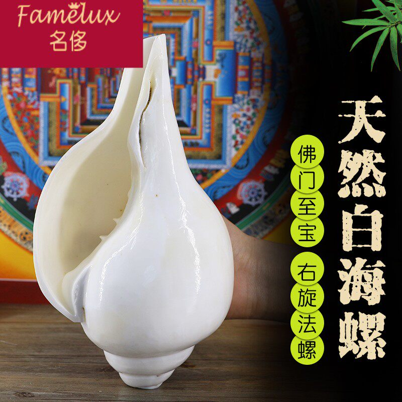 佛教用品佛堂供具摆件尼泊尔白海螺右旋法螺佛家法器左旋螺ch0726