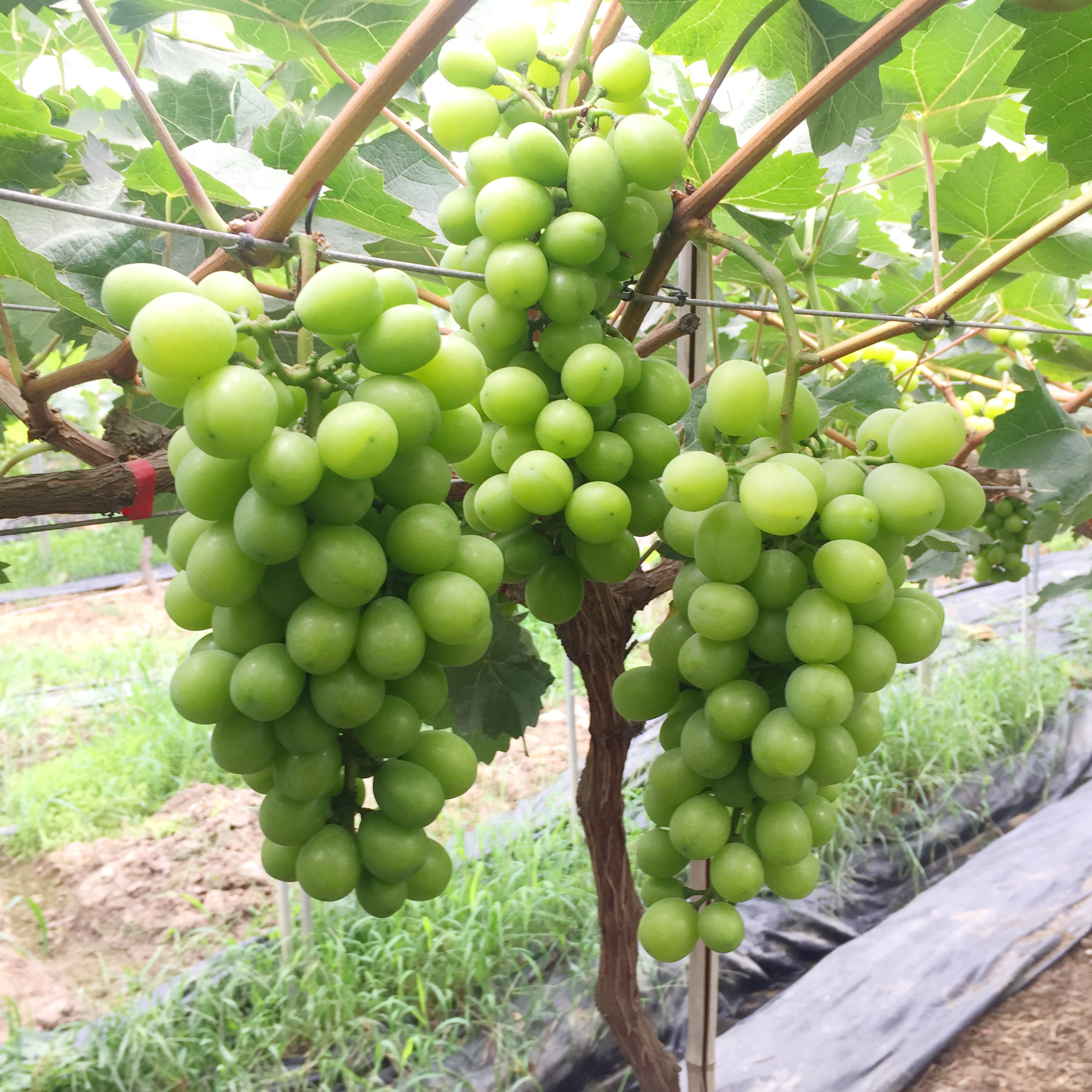 农场自种进口品种日本香印青提