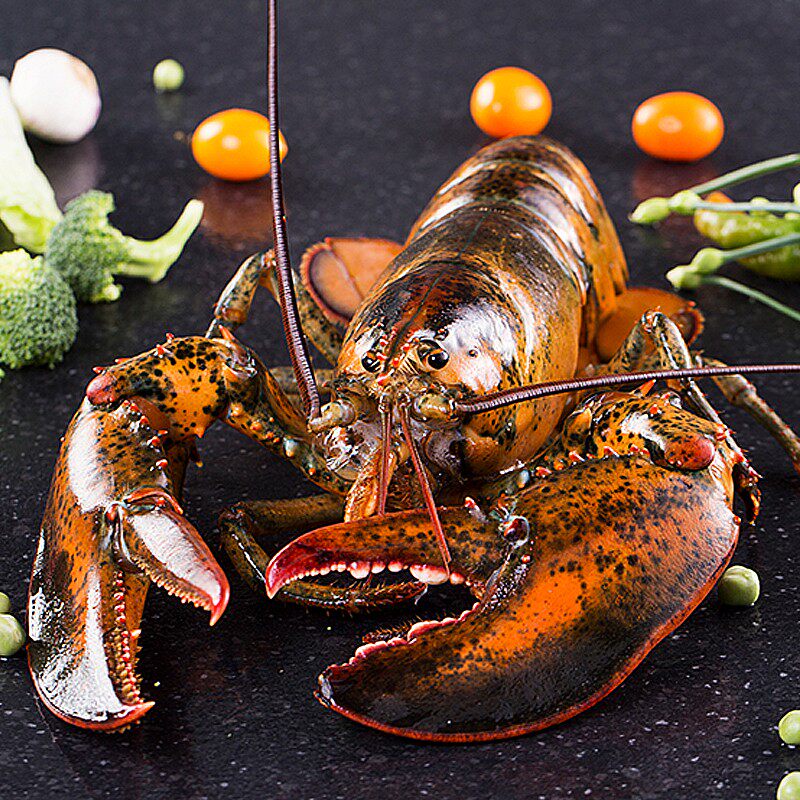 味库海鲜水产鲜活龙虾波士顿大龙虾新鲜澳龙特大超大虾澳洲保活