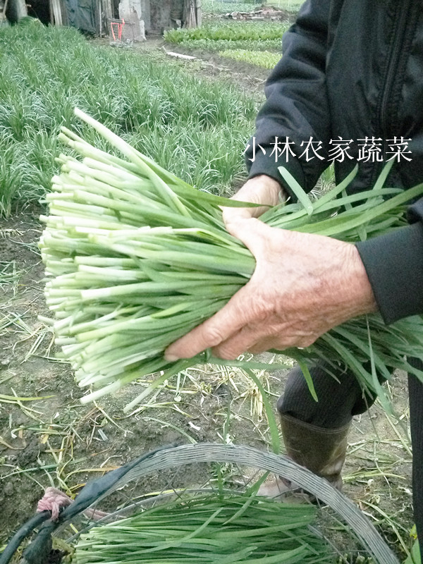 新鲜农家蔬菜  自种韭菜 小韭菜 露天种植 无公害 现割现发500g