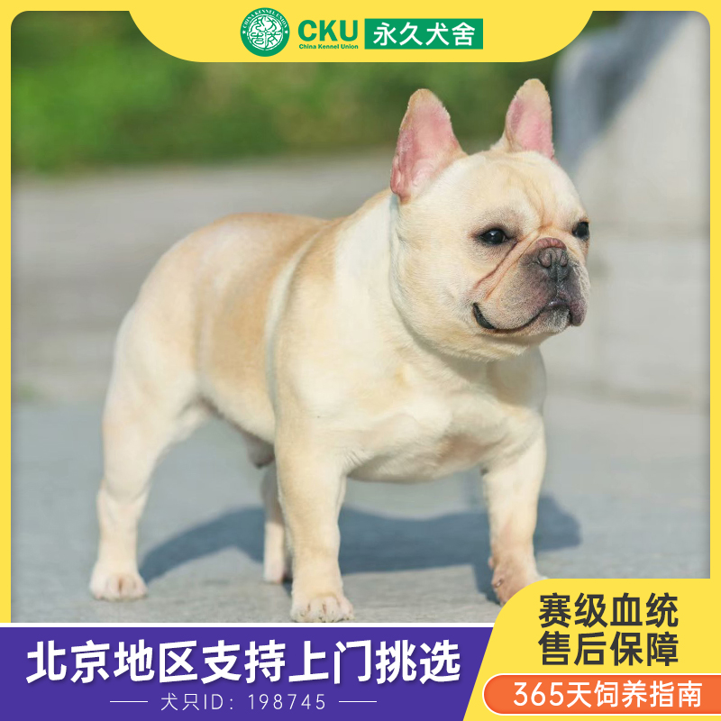 北京法斗幼犬纯种法国斗牛犬蓝牛白色斗牛犬黑色短毛宠物狗狗活体