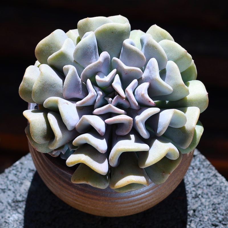 雪精灵多肉植物盆栽客厅办公室内花卉绿植云南直发肉肉植物新款