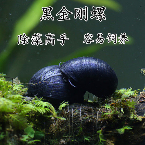 观赏军帽黑金刚高效缸壁藻螺鱼虾缸草缸专用活体螺