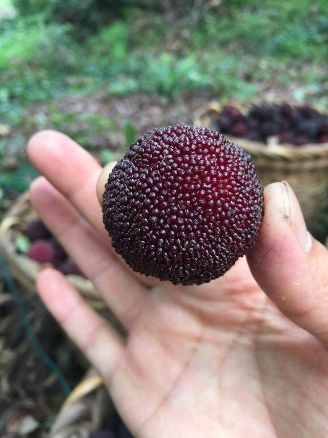 2023年六月现采苏州东山乌紫杨梅新鲜采摘水果5斤礼盒顺丰pk仙居