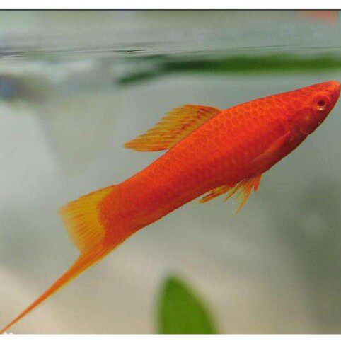 红剑鱼胎生鱼红箭鱼红剑直接下小鱼红玛丽小型热带观赏鱼宠物活体