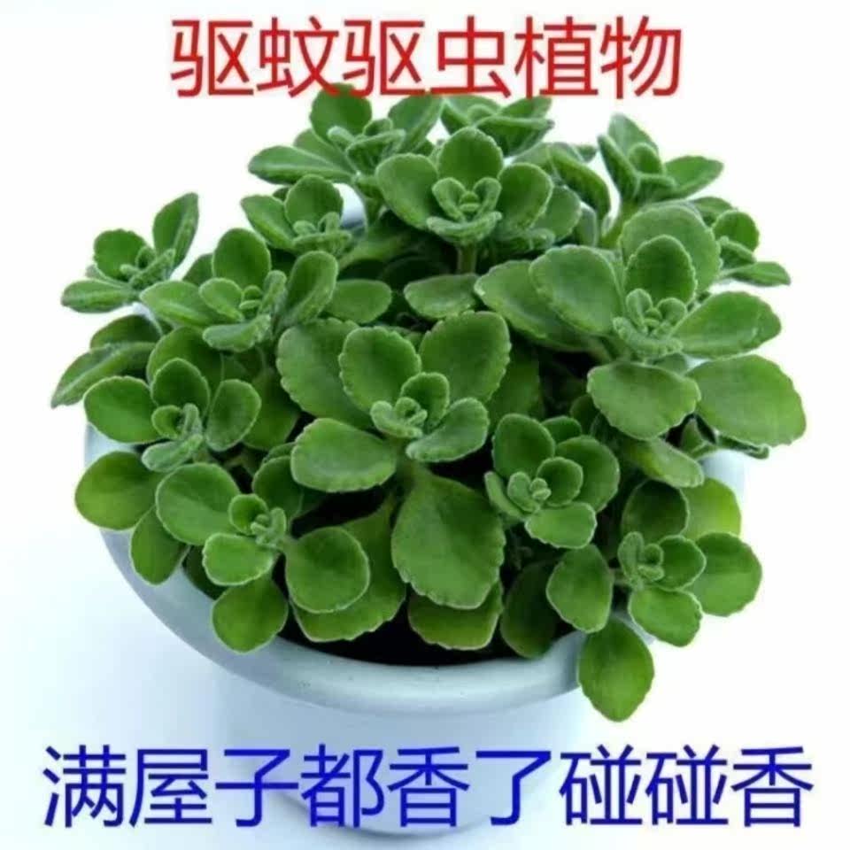 碰碰香驱蚊效果好吗(碰碰香真的能驱蚊子吗) - 123植物网