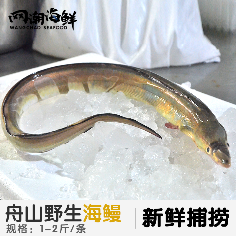 【网潮海鲜】舟山特产 东海野生海捕 新鲜狗鳗 海鳗鱼 1斤左右/条