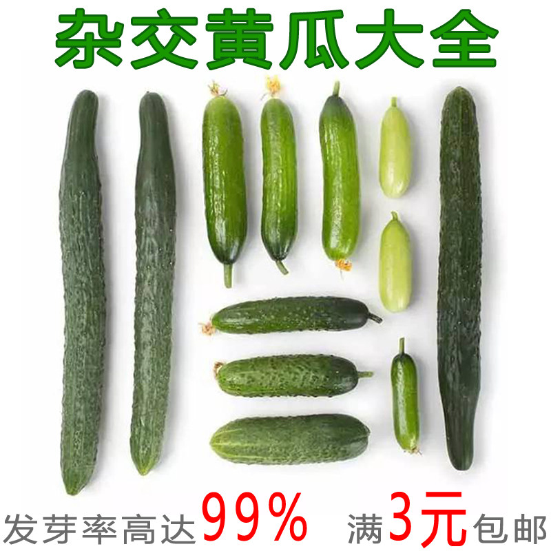 黄瓜水果黄瓜种子农家四季蔬菜种子小菜地种孑菜种秋冬乳瓜种籽