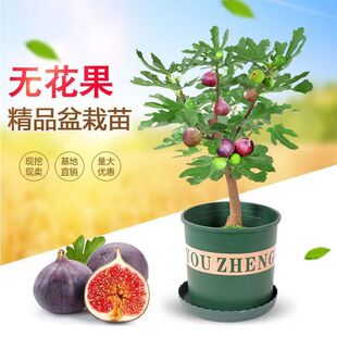 无花果植物四季耐寒耐热盆栽果苗当年结果室内阳台庭院种植易养活