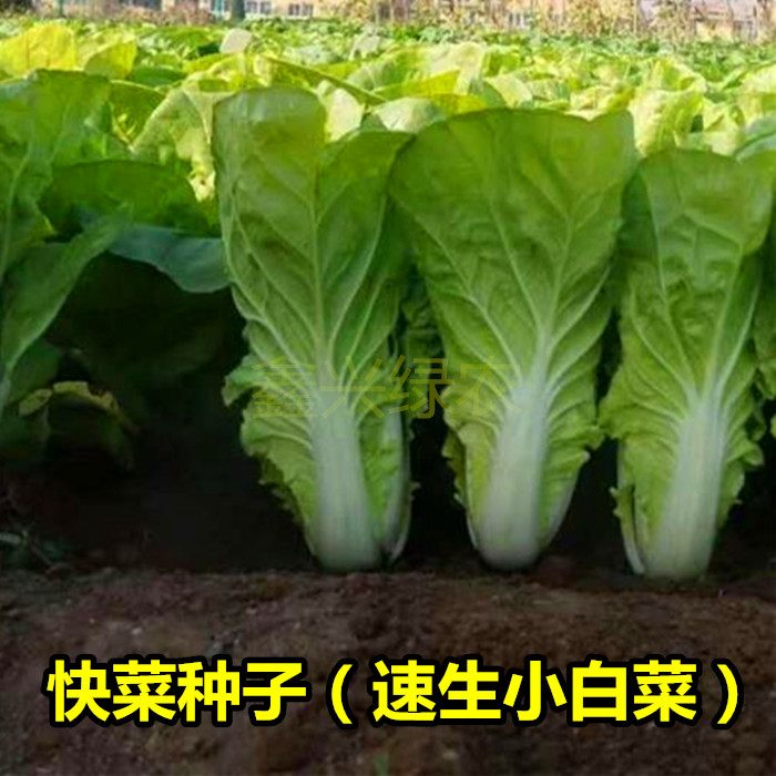 快菜种子 速生小白菜籽青菜 夏秋四季 阳台盆栽田园农家 蔬菜种子在类目 鲜花速递/花卉仿真/绿植园艺, 花卉/蔬果/草坪种子(新), 家庭园艺种子中 - 来自Buy2taobao.com提供专业的淘宝代购服务
