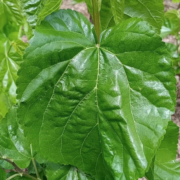 二,形态样子普通桑叶是一个平肝潜阳的作用以及具有补益肝肾的作用.