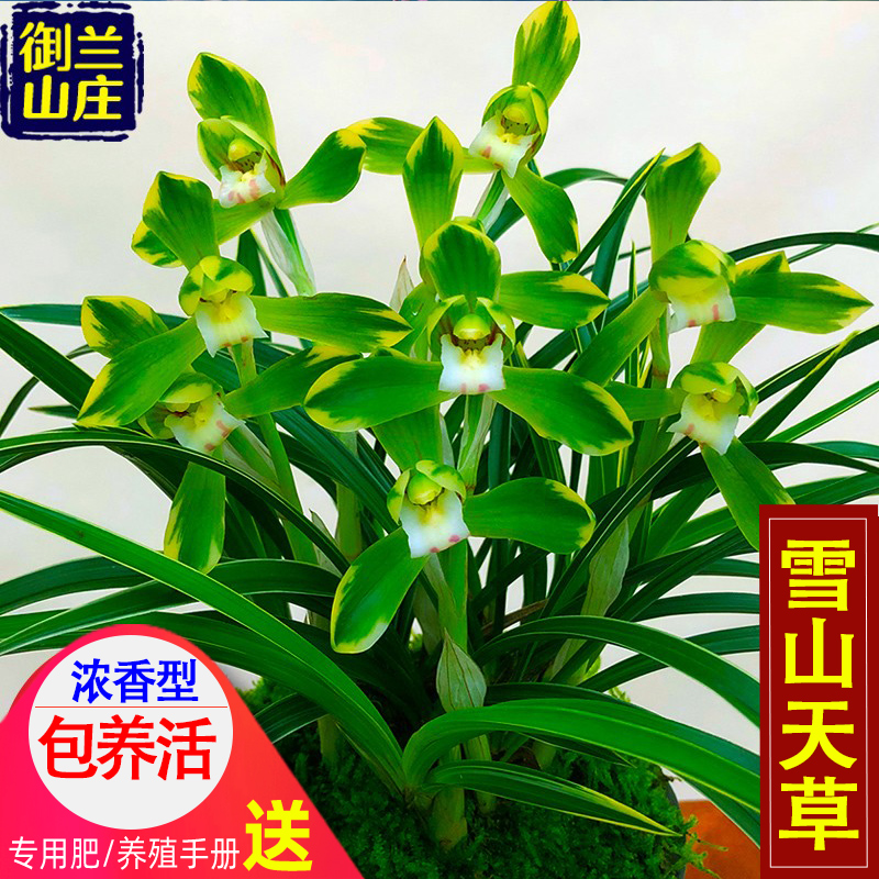 兰花苗金边春兰【雪山天草】矮种盆栽室内四季花卉绿植兰草