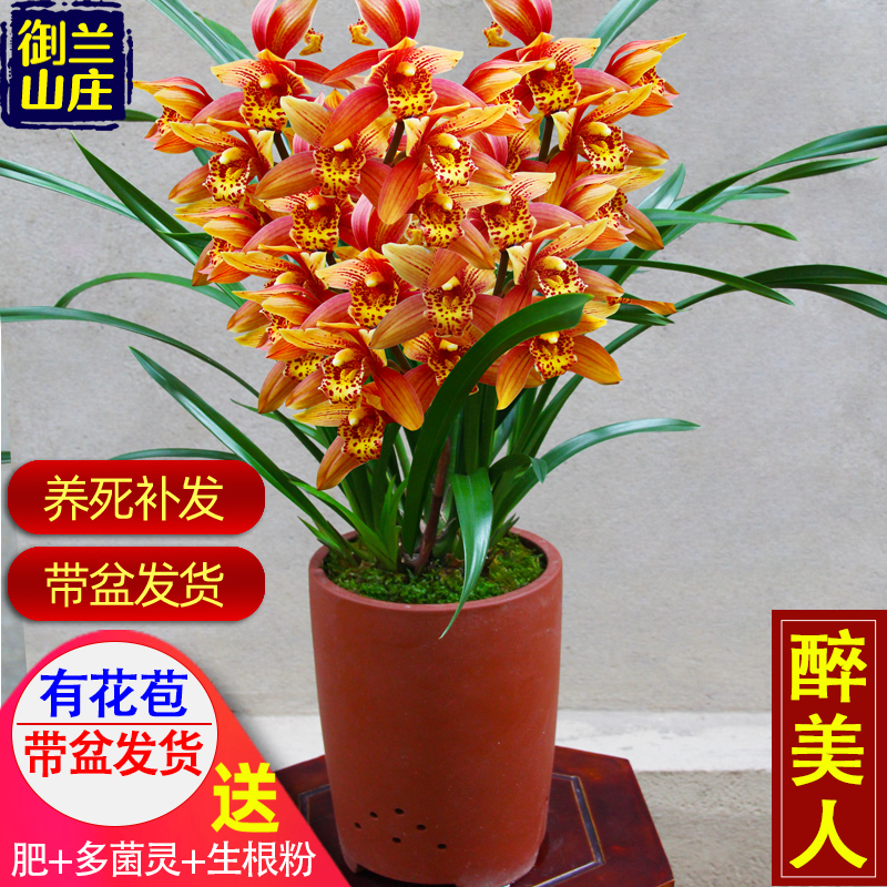 兰花苗建兰室内盆栽植物四季兰花卉阳台绿植兰草观花