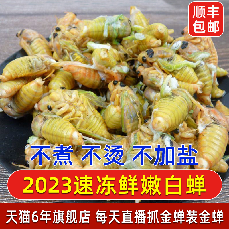 2023新鲜白蝉脱皮金蝉知了猴嫩蝉蛹爬叉猴龟冰冻发货包邮