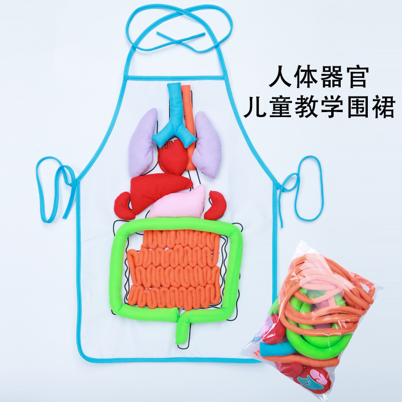人体消化系统肚兜围裙人体器官模型粘贴教玩具幼儿园