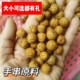 小核桃胡桃核散珠手串野生小山桃核散籽手链念珠手持长串桃核原籽