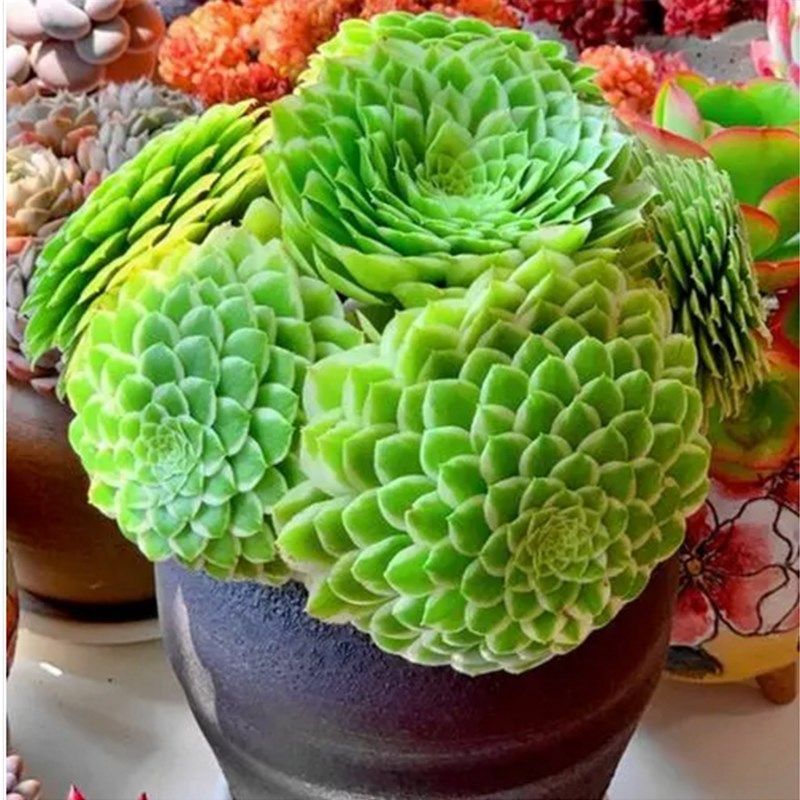 多肉植物翡翠冰法师三仙大单头多头新老桩室内装饰花卉小盆栽肉肉