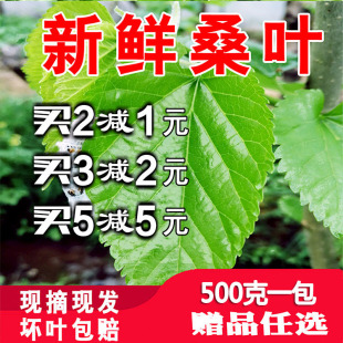 新鲜桑叶养蚕嫩叶大叶鲜叶喂蚕宝宝鲜嫩500克现摘桑树叶蚕桑桑蚕