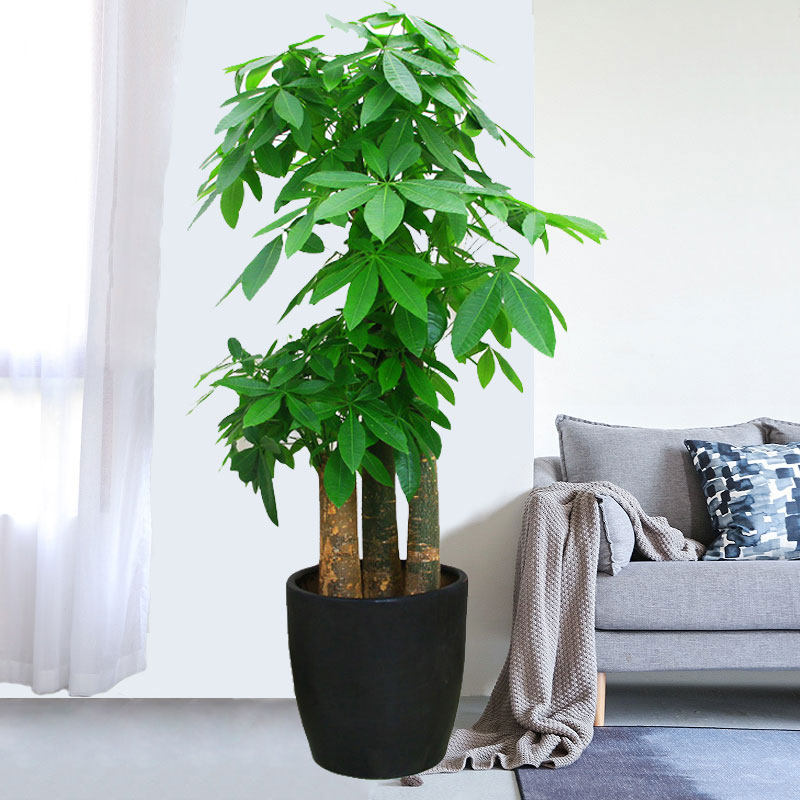 树大盆栽室内办公室大型绿植物客厅开业乔迁送礼盆景福州同城优惠券