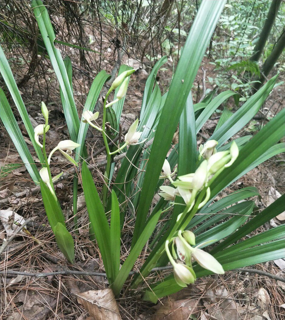 野生蕙兰图片(野生蕙兰图片及品种图片)