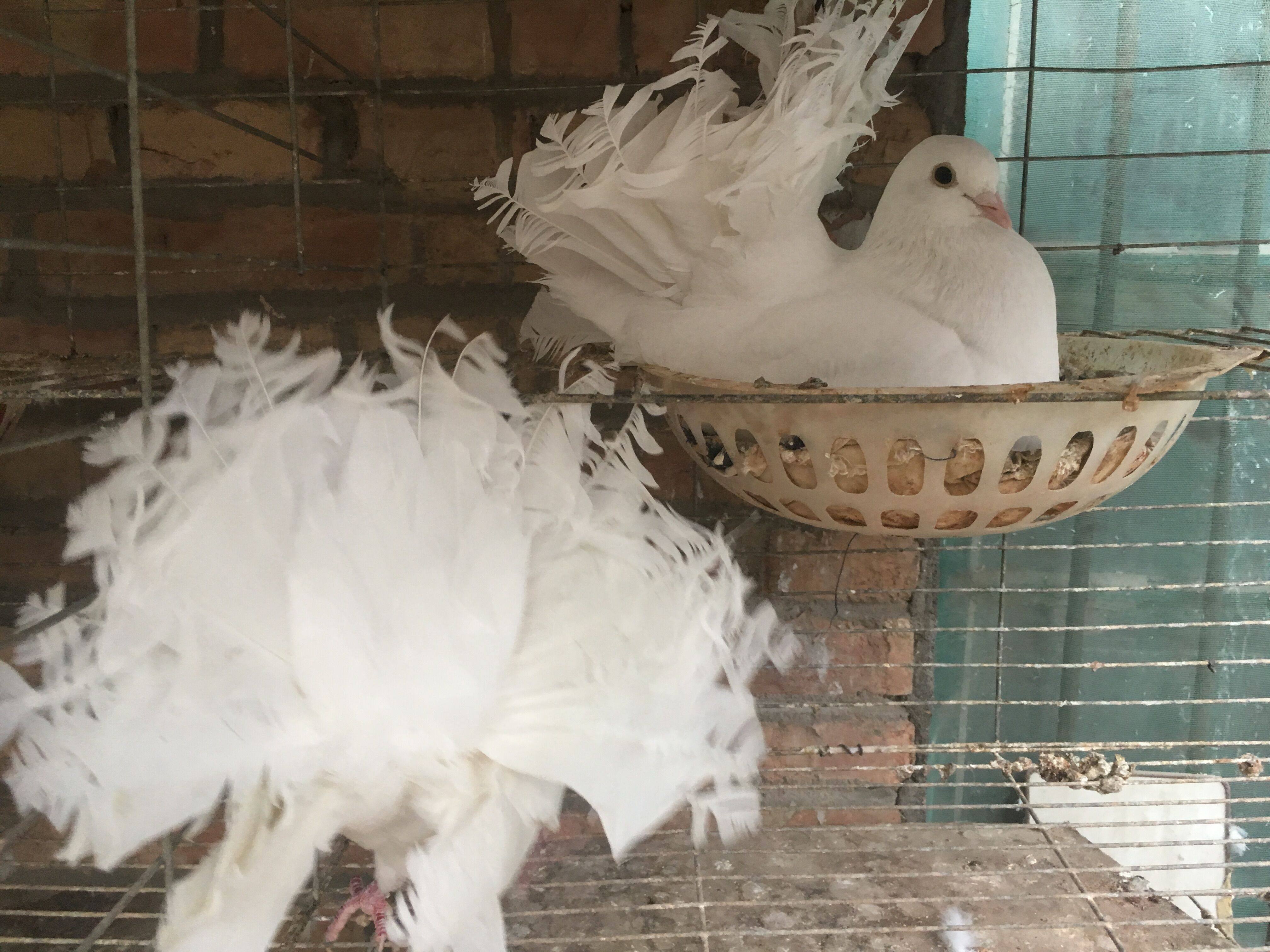 热销孔雀活体_纯白凤尾鸽子活体黄色孔雀鸽种鸽黑观赏鸽青年鸽宠物鸽