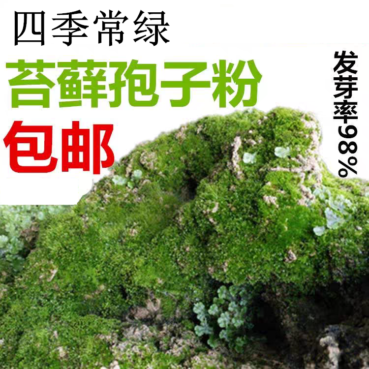 上水石吸水石盆景盆栽青苔苔藓种子孢子粉微景观鲜活植物种籽铺面