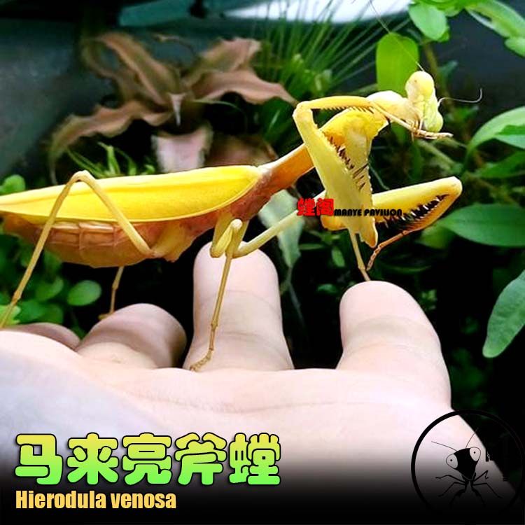 包邮马来西亚亮斧螳螂昆虫教学观察摄影大型螳螂活体昆虫宠物螳螂