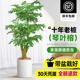 老桩幸福树客厅大盆栽绿植室内好养活大型高级感客厅幌伞枫幸福树