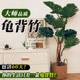 龟背竹客厅大盆栽大叶开背老桩提根懒人好养大型绿植室内净化空气