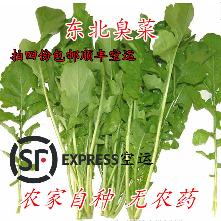 正宗东北蘸酱小菜新鲜臭菜农家自种蔬菜大叶叶菜通辽