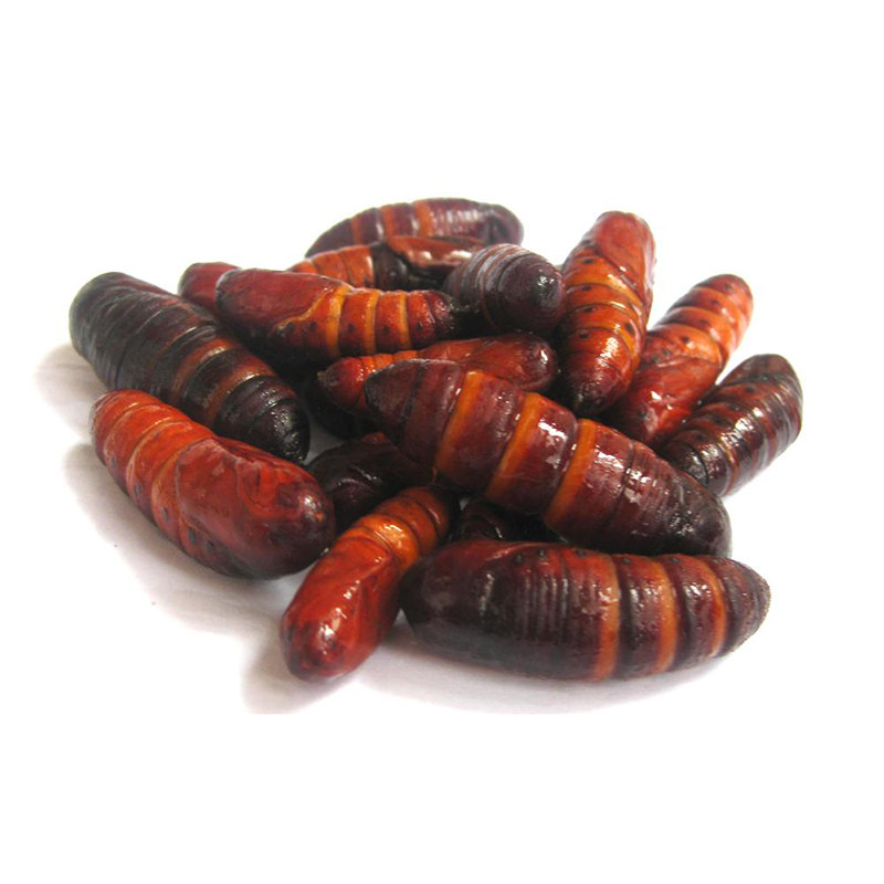 2023年食用新鲜松虎蛹 松毛虫蛹  松蛹 松树蛹 活体速冻顺丰 500g