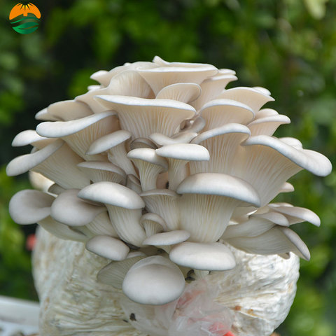 满两包送喷壶平菇室内盆栽可食用蘑菇菌包菌种菌菇包种植家庭多肉
