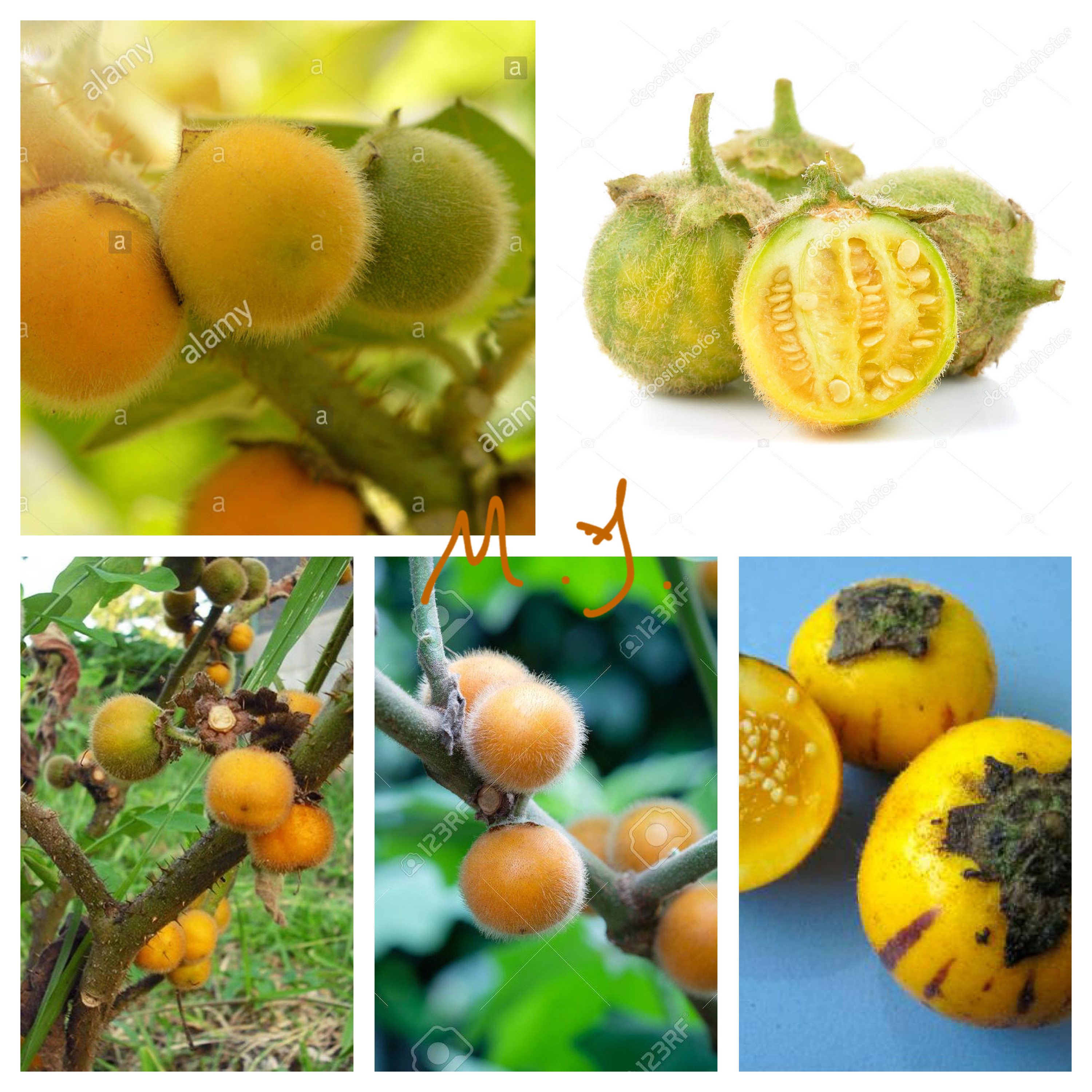 茄科浆果 毛茄 羊不食2粒 原生植物耐热 可食用烹饪