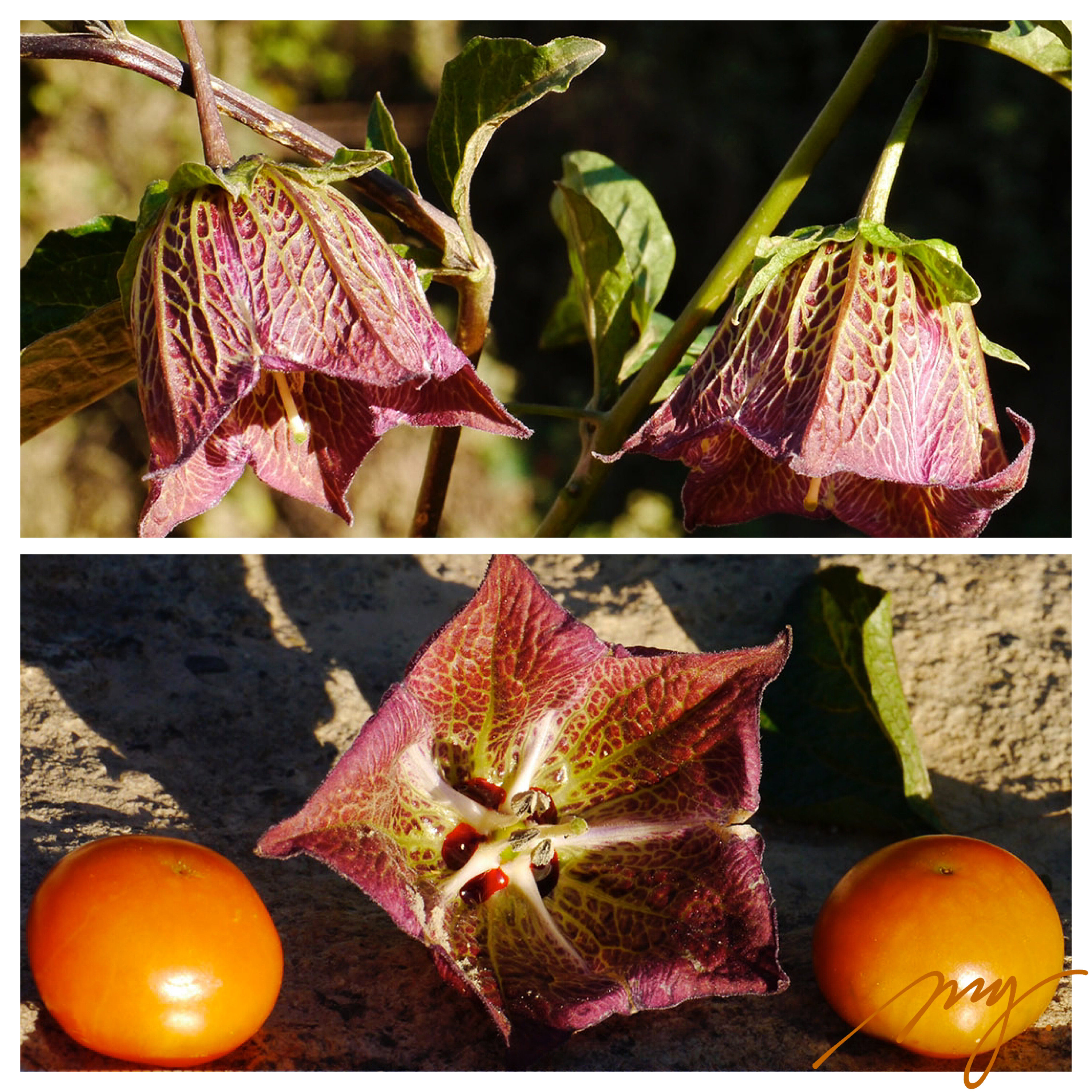 茄科钟轮茄属  红蜜钟轮茄 3粒每份 庭院植物盆栽 可食用浆果