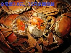 35只全国包邮  0.5-0.8两  小螃蟹   全母蟹 螃蟹鲜活母 大闸蟹