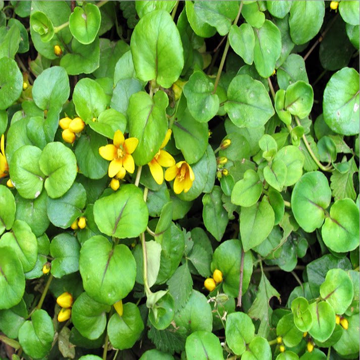 连钱草(连钱草与金钱草的区别) - 0415花卉网