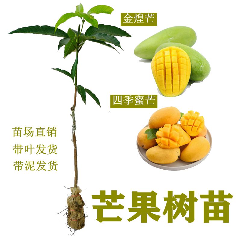 芒果苗嫁接四季蜜芒金煌芒贵妃芒果苗