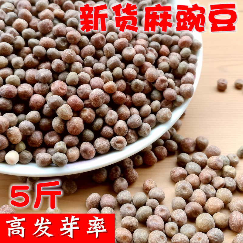 新货麻豌豆农家自种水培豌豆苗2斤 